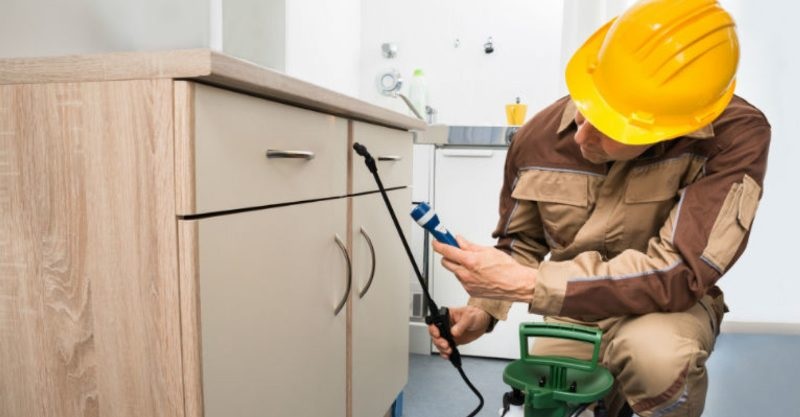 Discover The Amazing Benefits Hiring Pest Control Experts