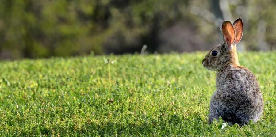Wildlife Removal: Things To Know Before You Attempt It