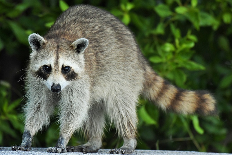 Knowing When To Call Raccoon Control Services: Signs Of Infestation