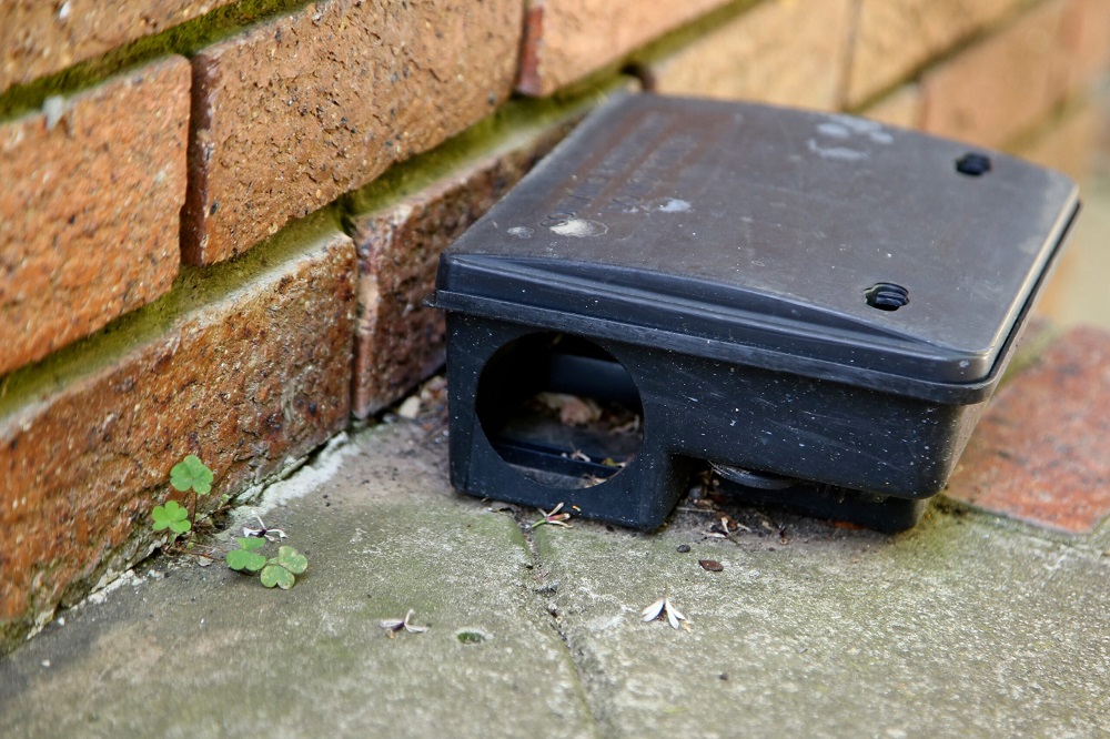 How To Get Rid Of Rats From Your Drainage System? narvik home parcs