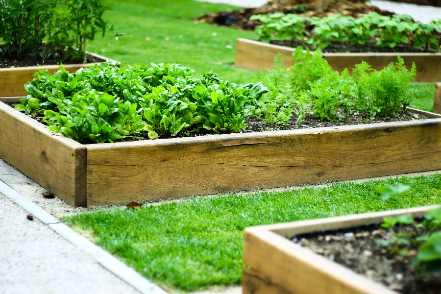 How to Tell if My Garden Needs Professional Care from Experts?