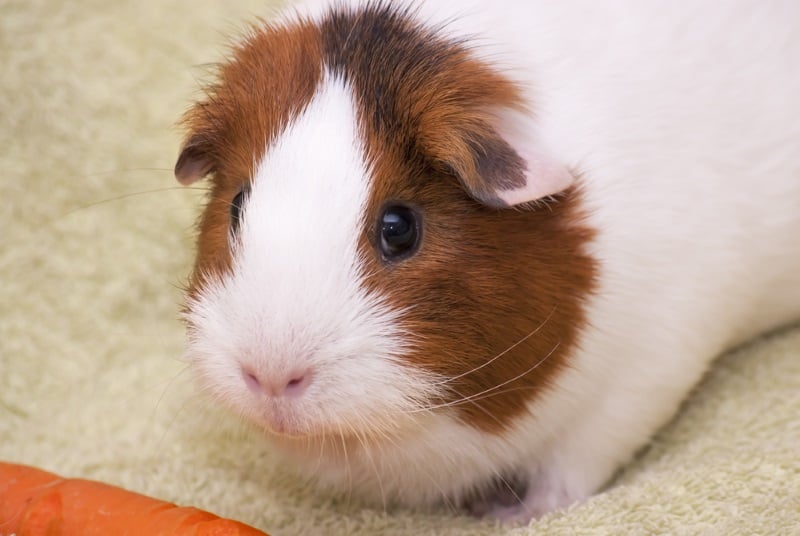 Types of the best bedding for guinea pigs narvik home parcs