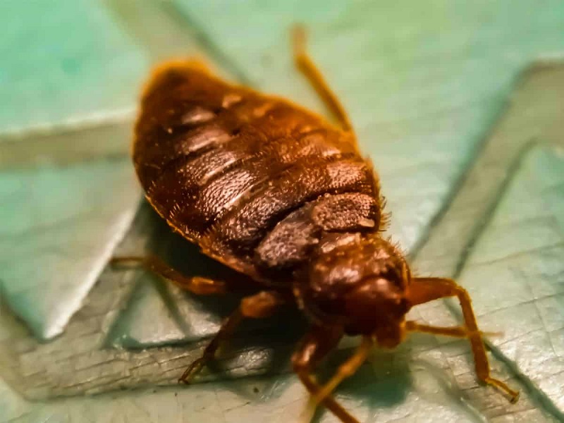 Tips for Getting Rid of Bed Bugs