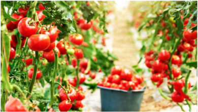 Photo of Tips on How to Grow Tomatoes: