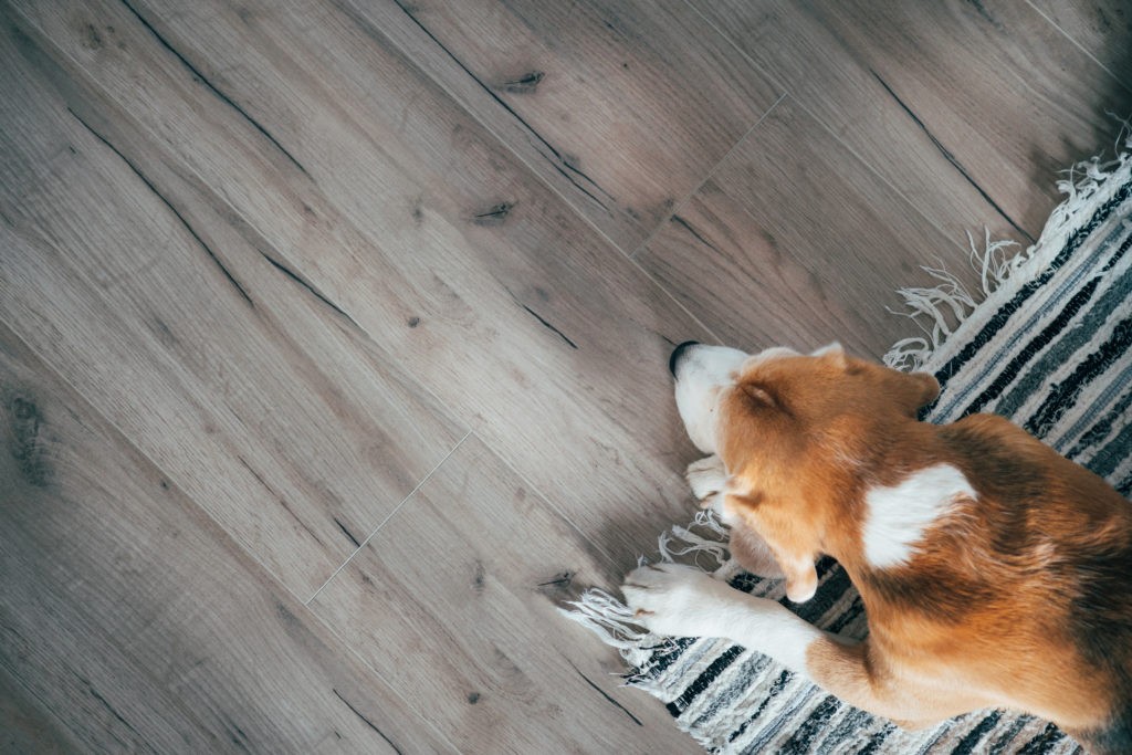 Engineered Hardwood and Pets: Is it a Dog-Friendly Choice?