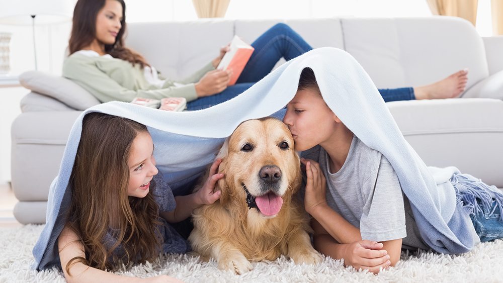 Pet Parents Vs. Pests — Effective Pest Control Solutions For Multi-Pet Homes