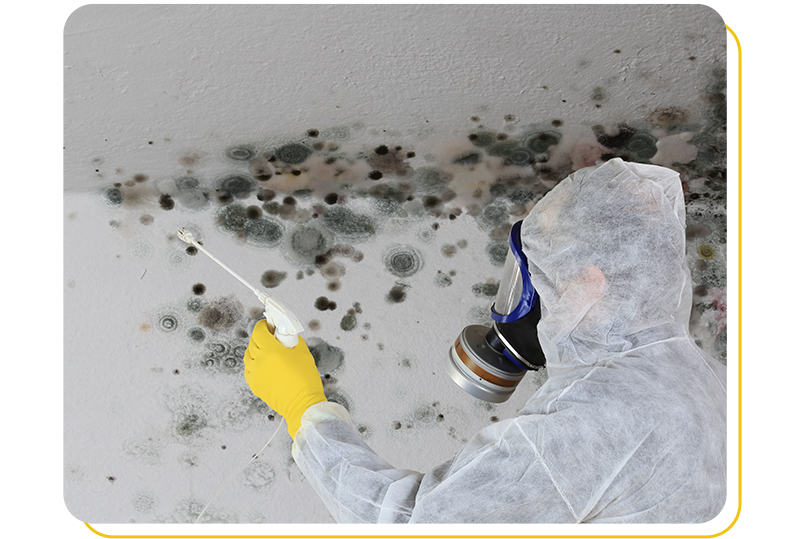 Find Out Right And Certified Mold Removal In Mississauga At The Best Price