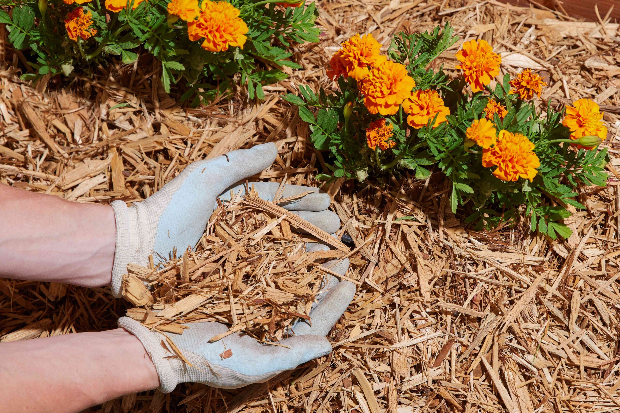 Selecting the Appropriate Mulch for Various Seasons and Plants