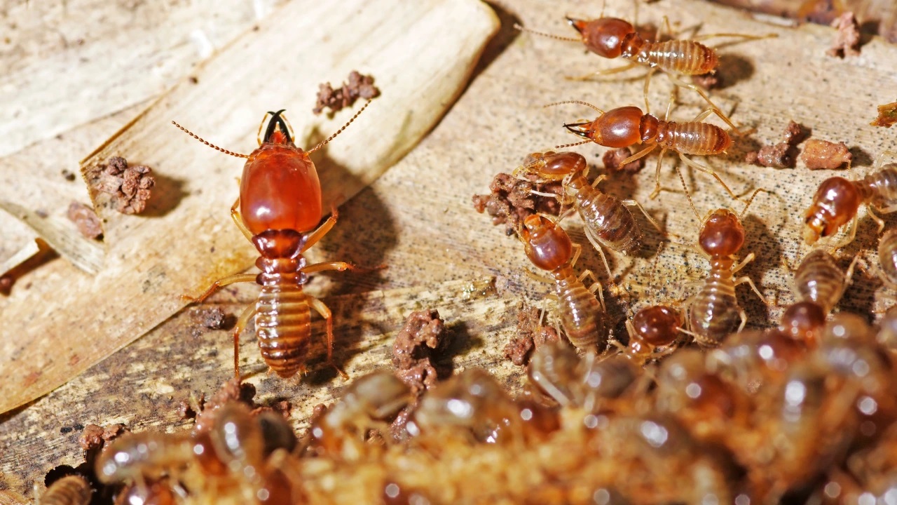 Seasonal Termite Prevention: A Guide to Safeguarding Your Home