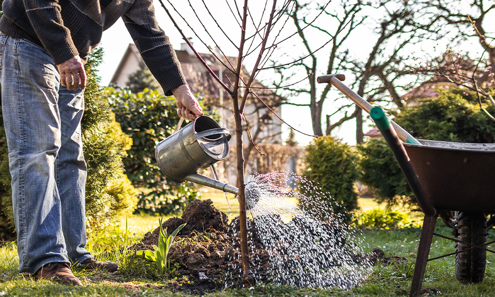 Small-space gardening techniques for springleaf residence balconies