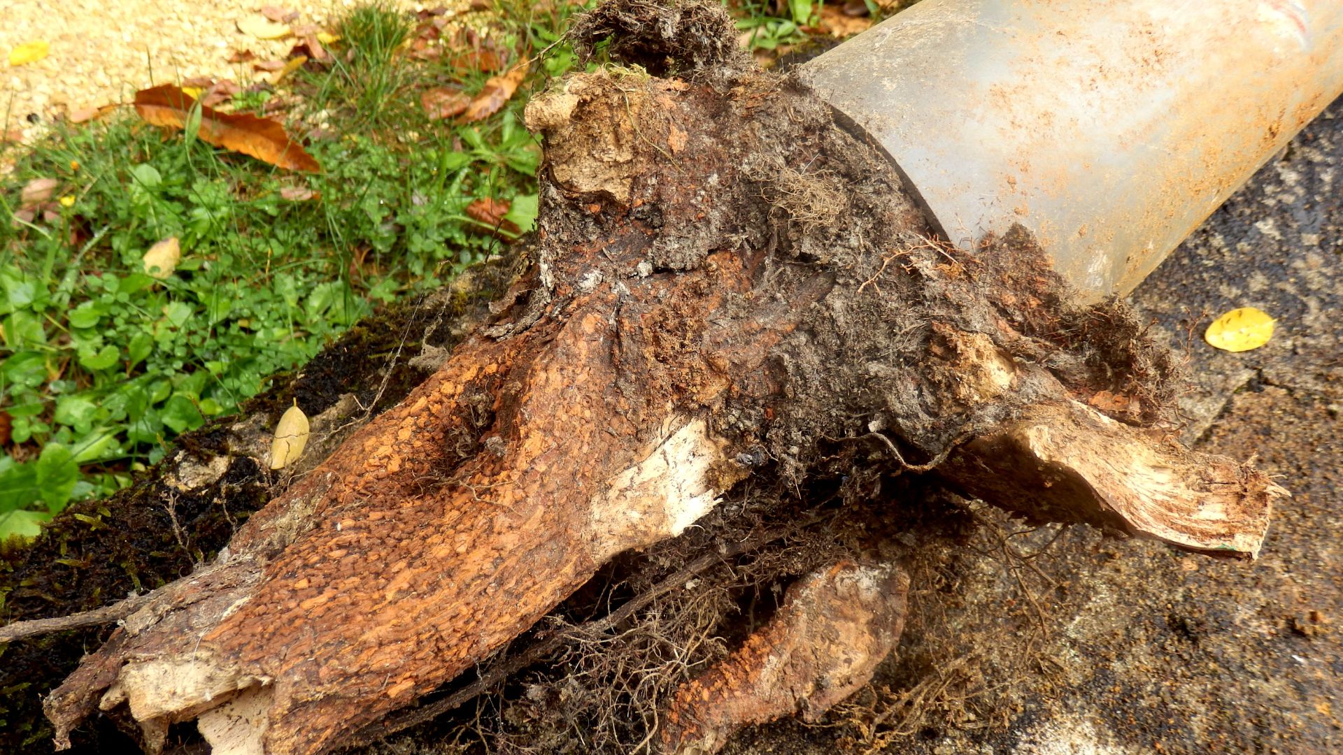 Can Tree Roots Affect Underground Sewer Pipes in Creve Coeur?