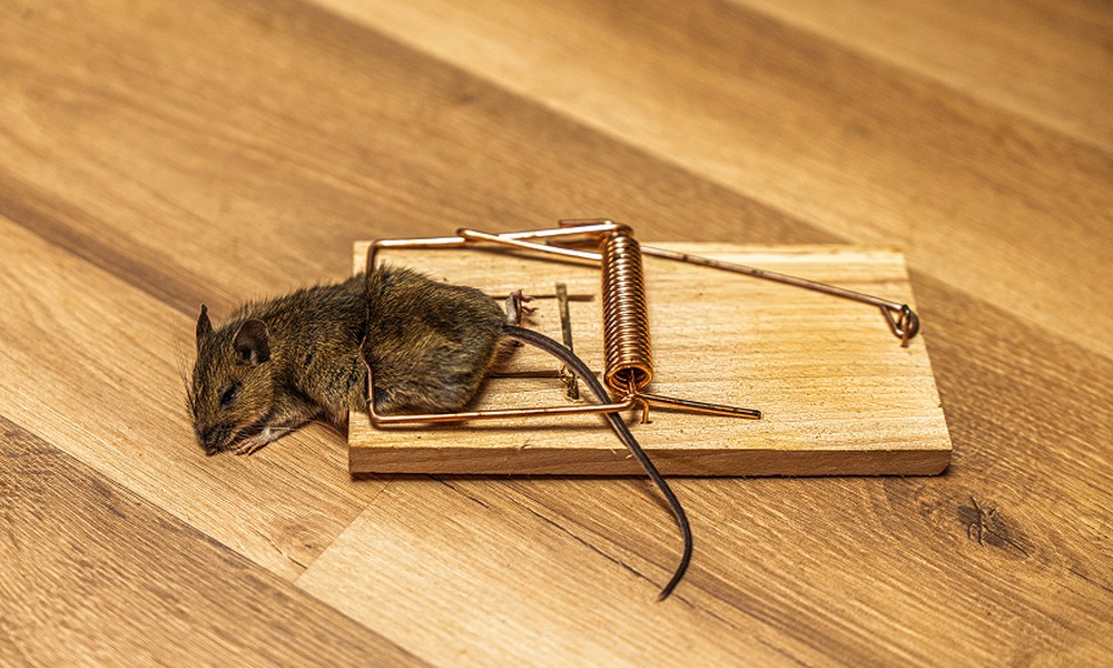 Why DIY Rodent Control Often Fails in Singapore Homes